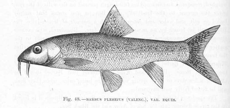 Barbus plebejus Bonaparte, 1839